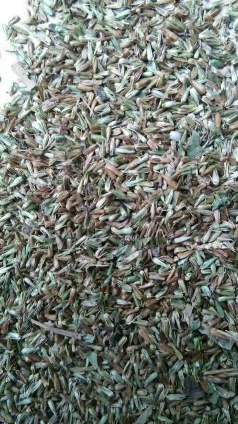 牛膝种子