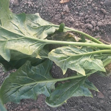 大叶菠菜20~25厘米