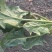 大叶菠菜20~25厘米