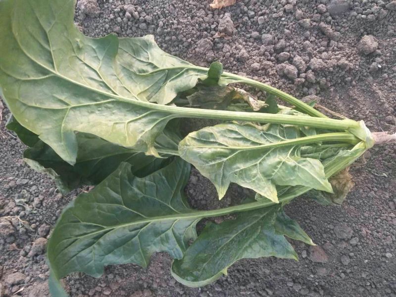 大叶菠菜20~25厘米