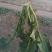大叶菠菜20~25厘米