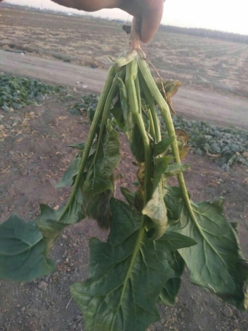 大叶菠菜20~25厘米