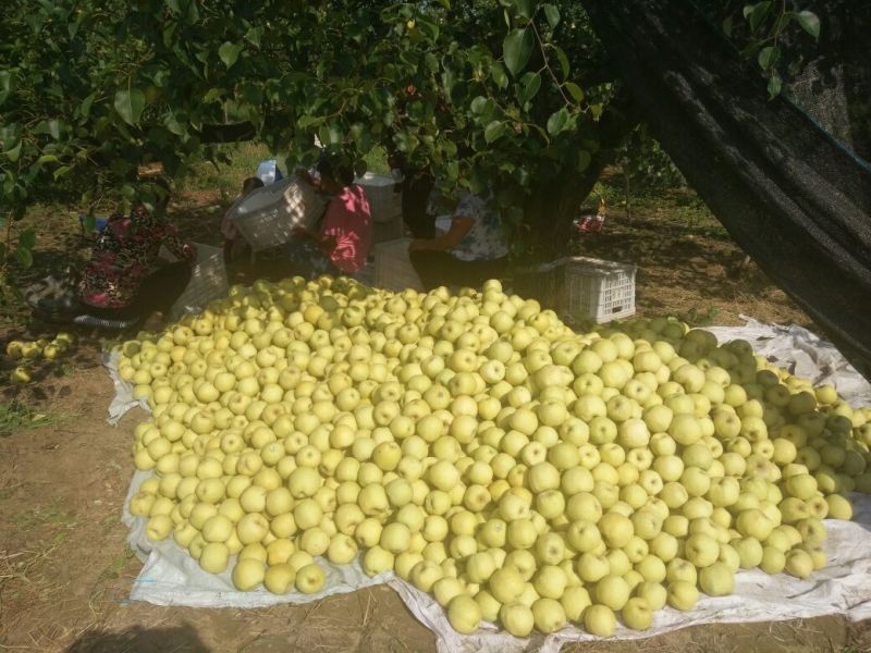 安徽砀山梨砀山酥梨单果250g起步，产地看货直发