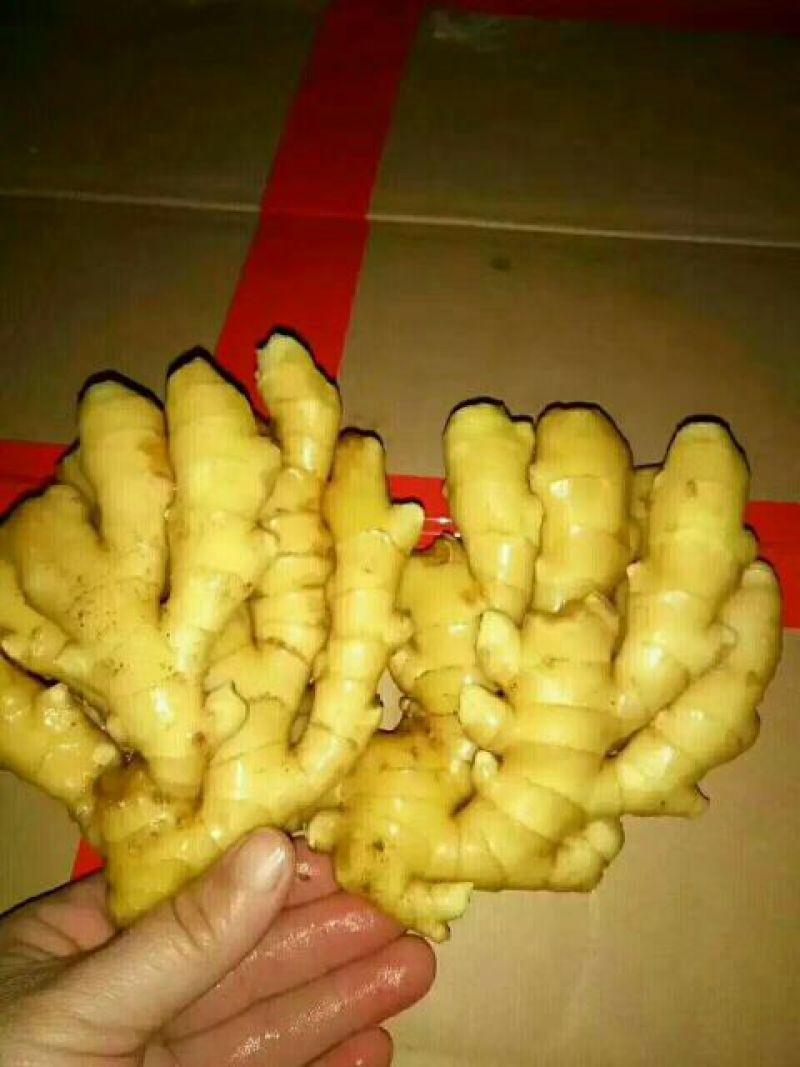 常年供应生姜小黄姜面姜欢迎前来选购