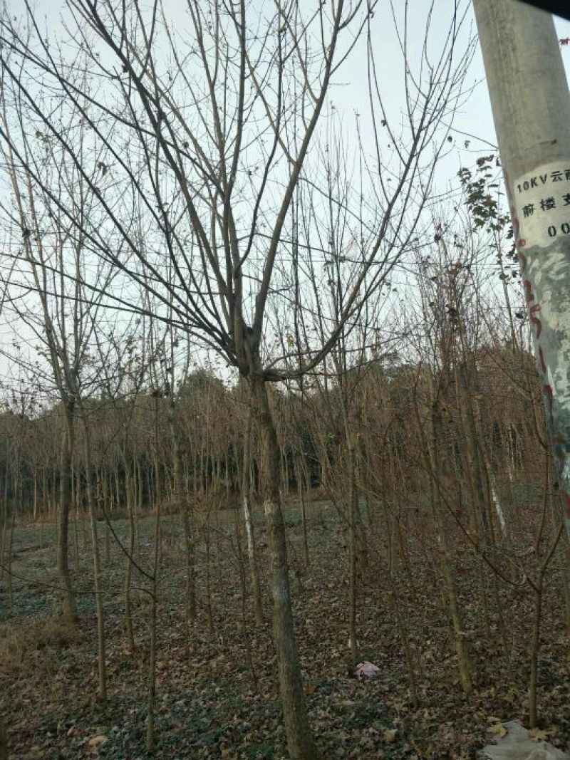 五角枫10~19cm