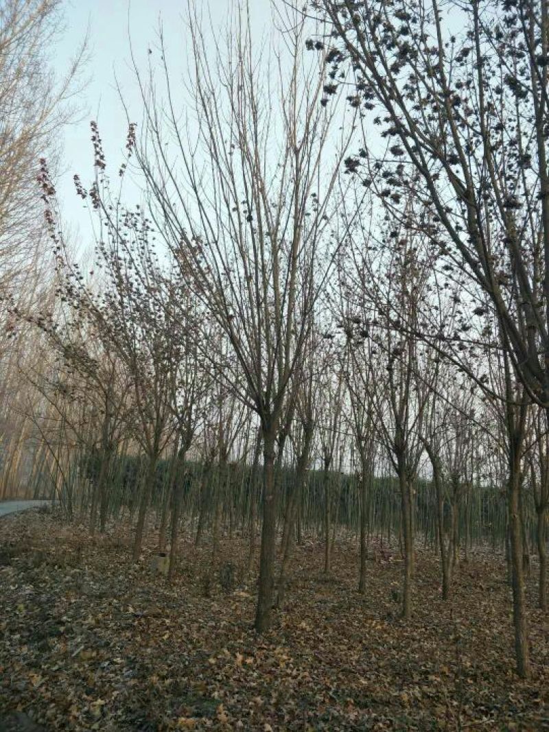 五角枫10~19cm