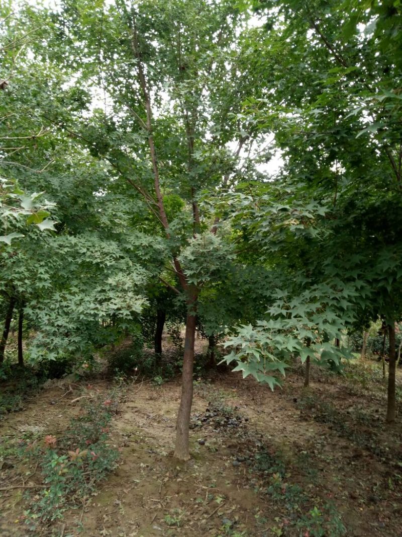 五角枫10~19cm