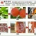 柿饼1~2两