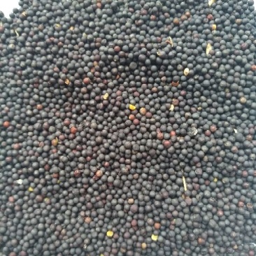 优质油菜籽1级新疆油菜籽大量上市厂家货源