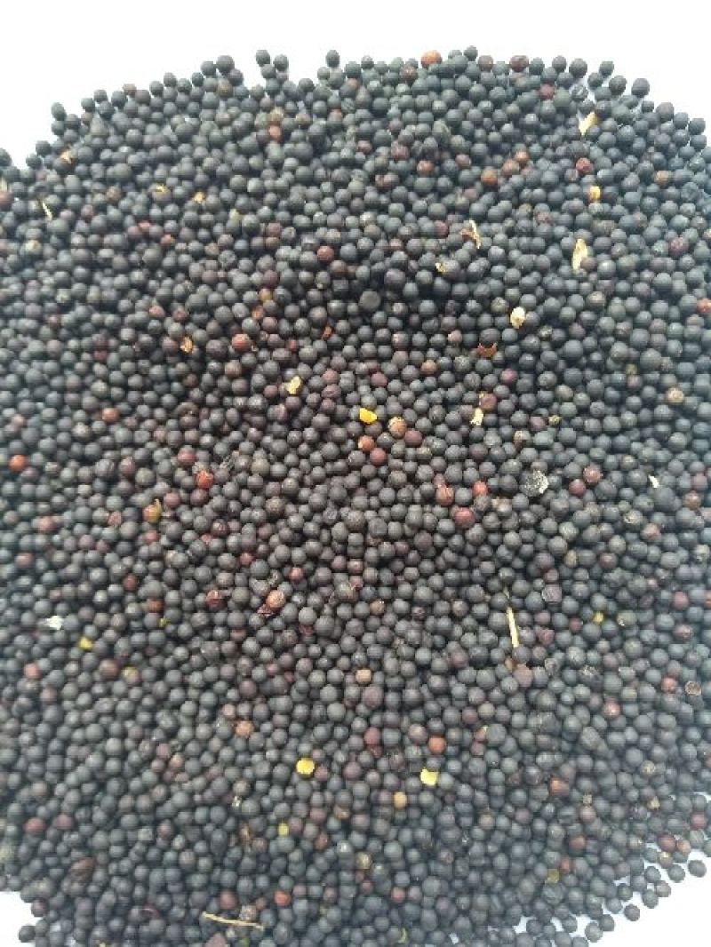 优质油菜籽1级新疆油菜籽大量上市厂家货源