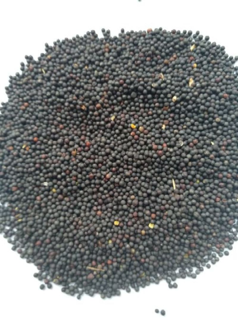 优质油菜籽1级新疆油菜籽大量上市厂家货源