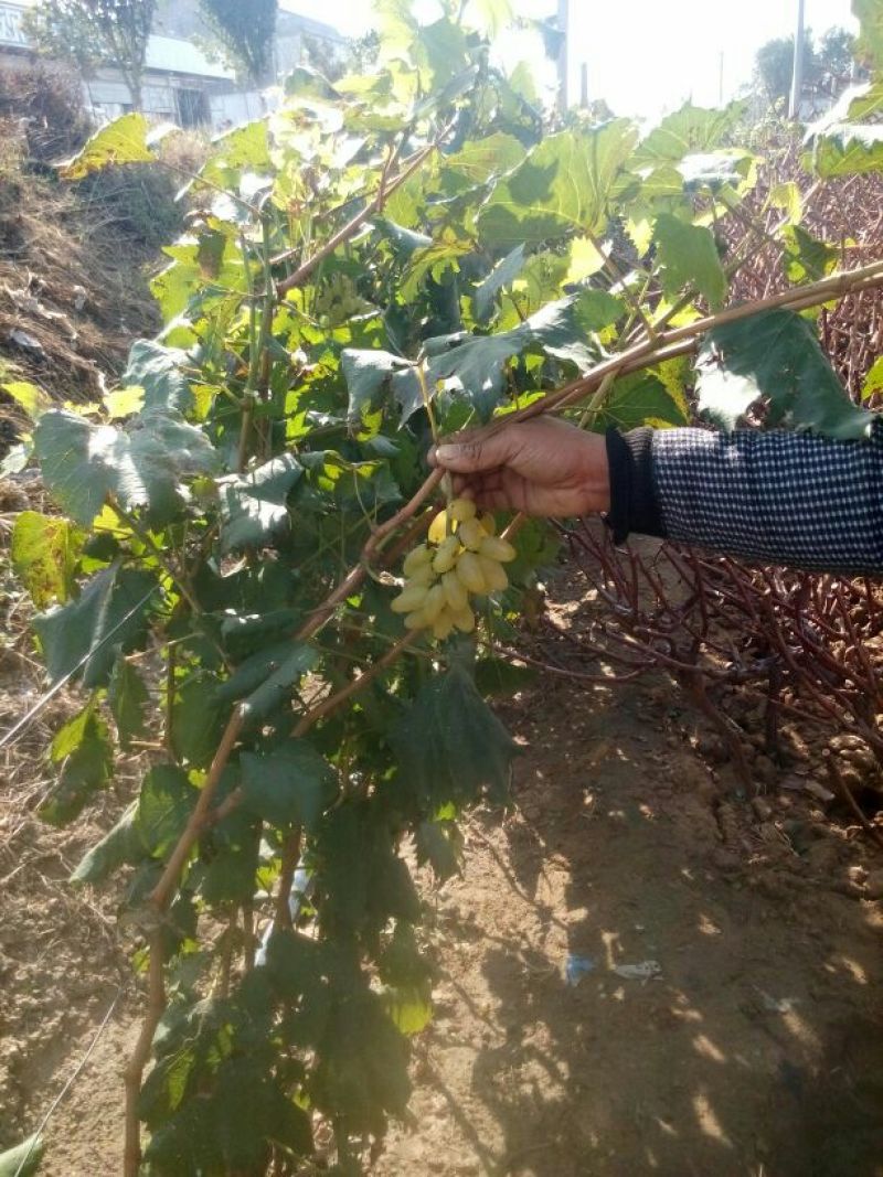 赤霞珠葡萄苗高度40厘米粗度0.4壮苗