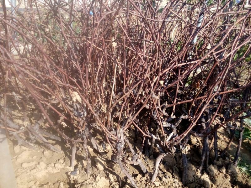 赤霞珠葡萄苗高度40厘米粗度0.4壮苗