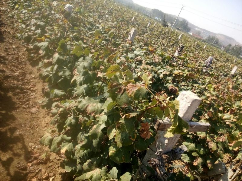赤霞珠葡萄苗高度40厘米粗度0.4壮苗