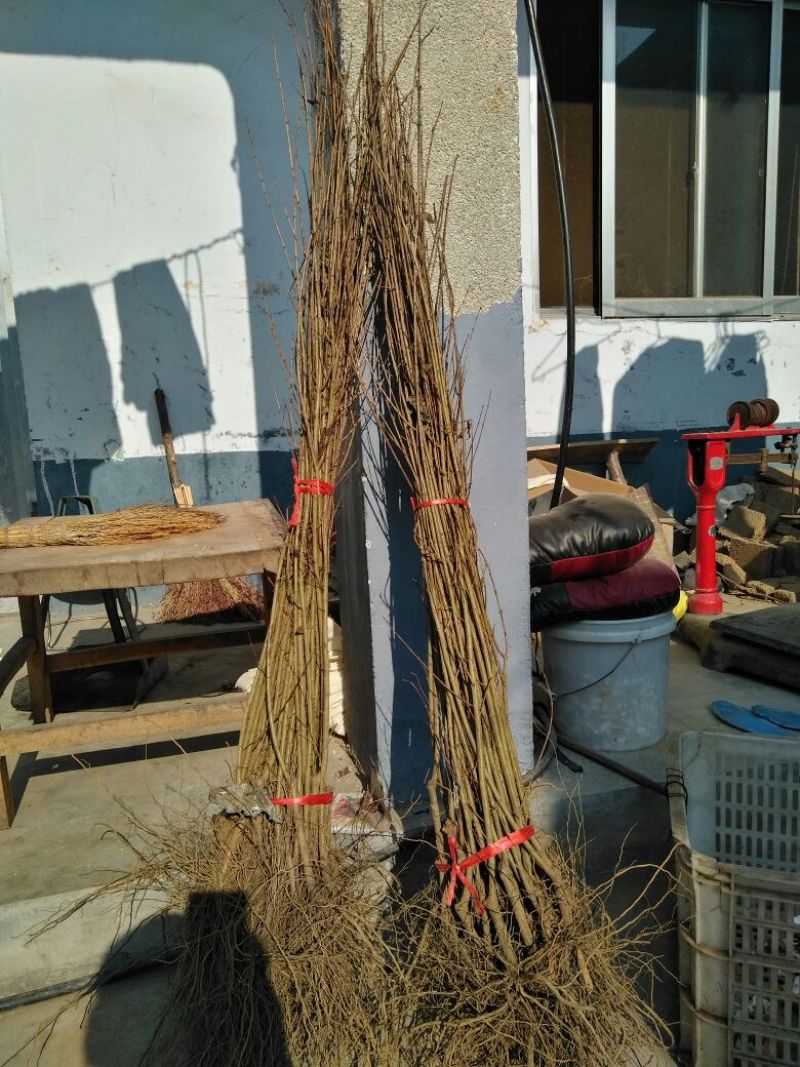 【花石榴苗】扦插苗60~70cm包品种包成活死苗补发