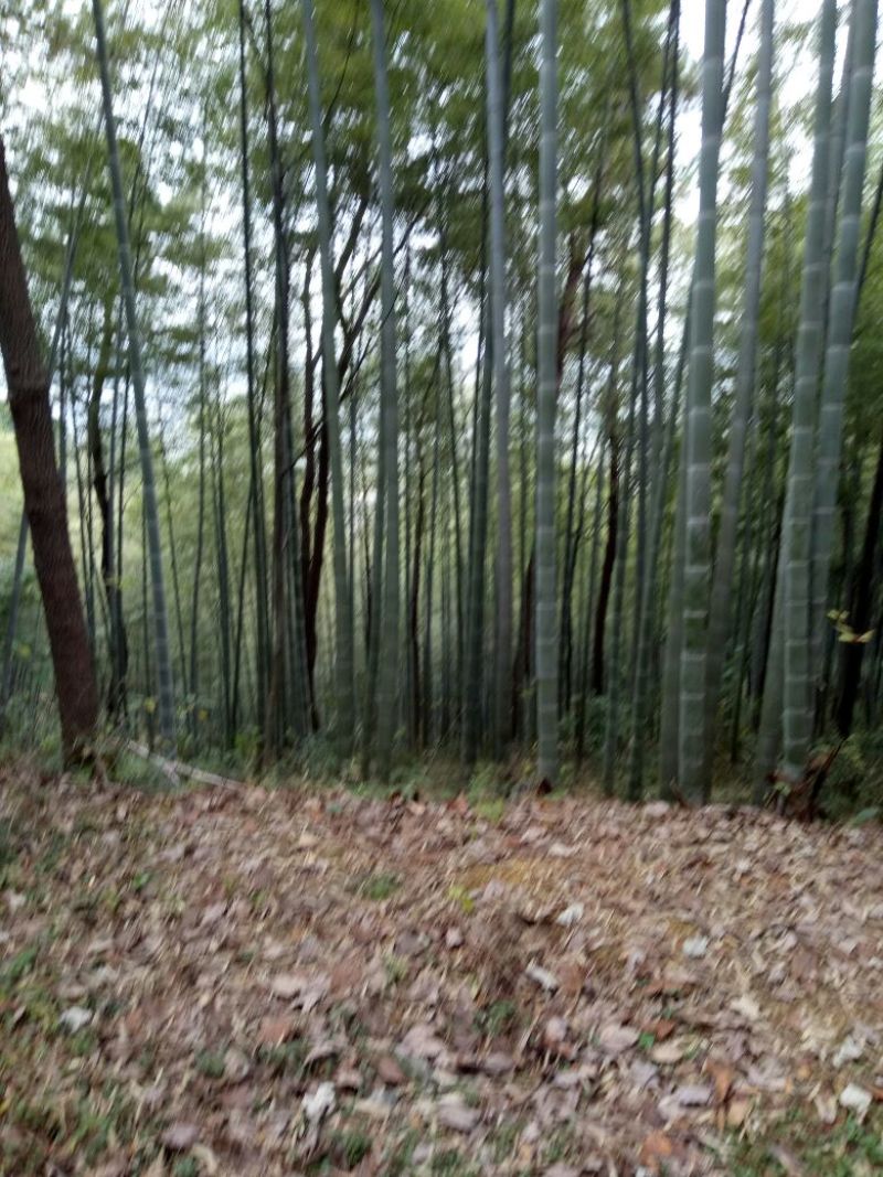 绿竹9~10m