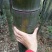绿竹9~10m