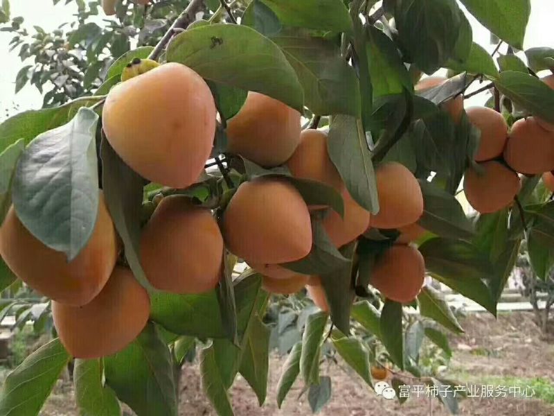 柿饼1~2两
