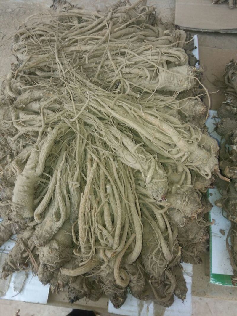 岷当归中