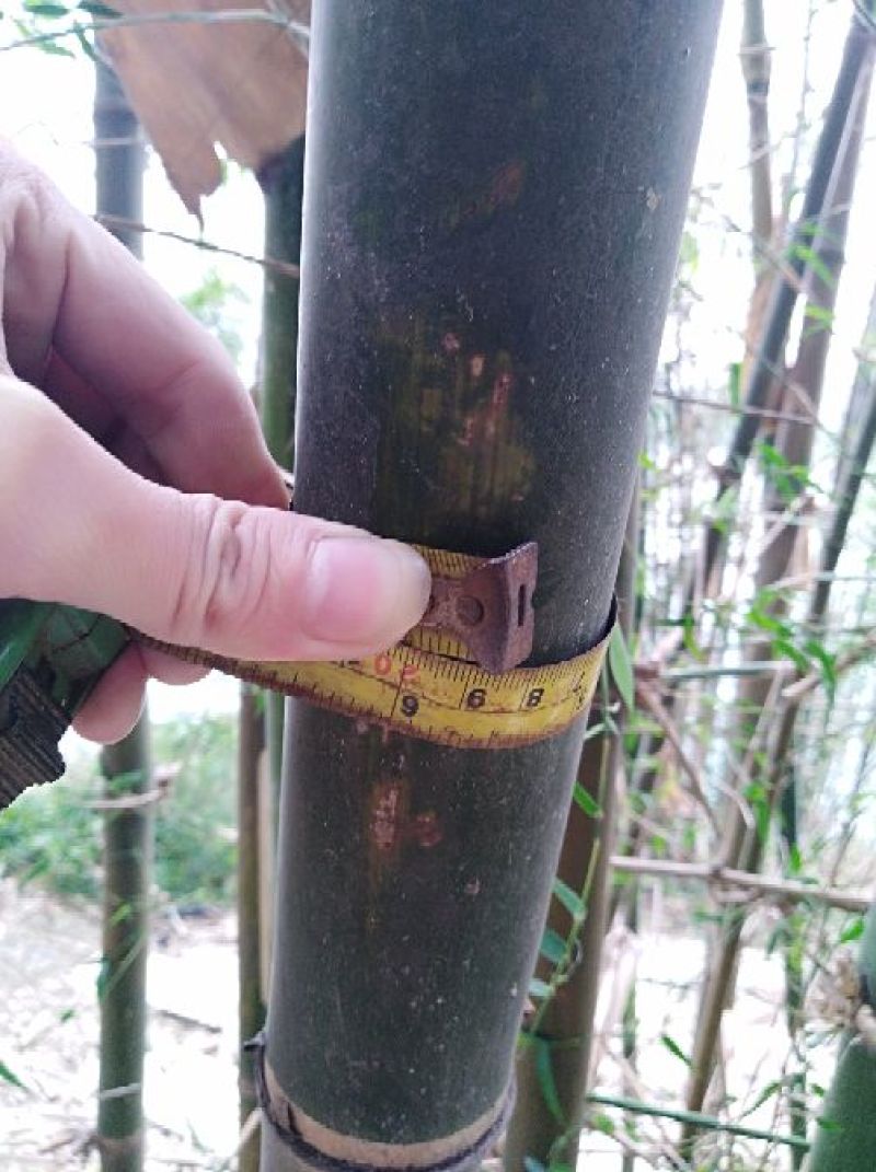 绿竹篙竹