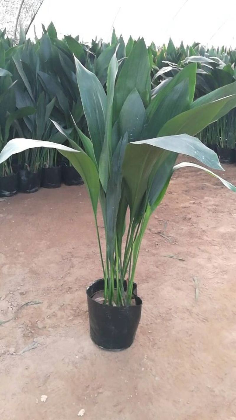 一叶兰观叶植物蜘蛛抱蛋绿植耐寒植物花卉市场热销