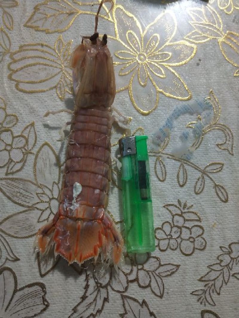 皮皮虾活虾