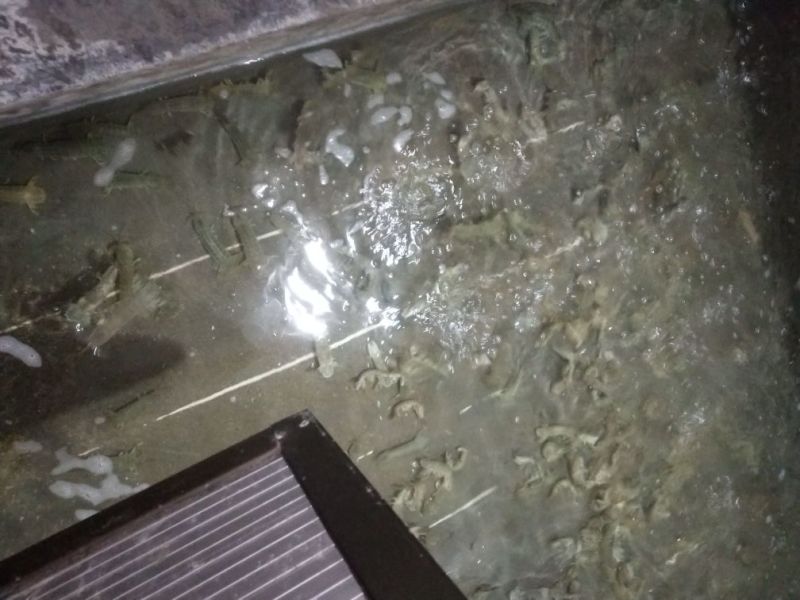皮皮虾活虾