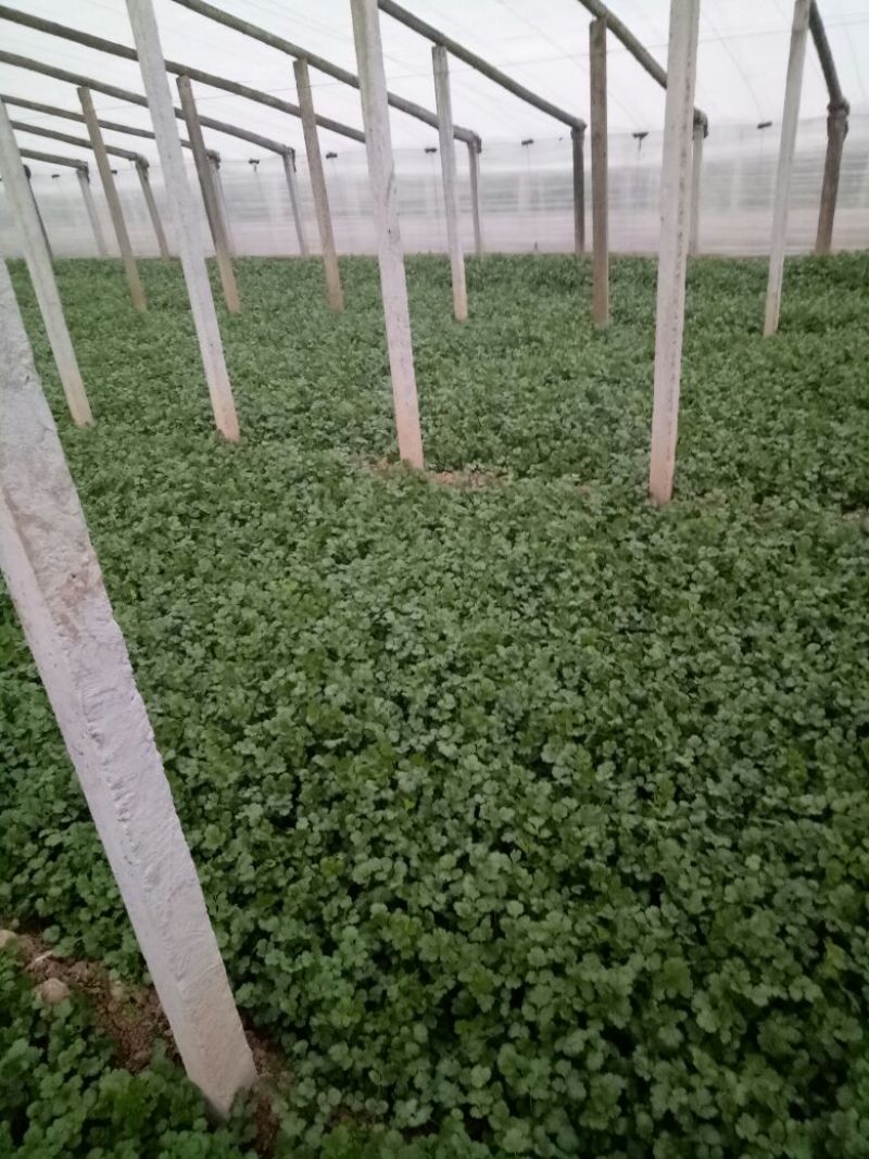 大叶香菜20~30厘米
