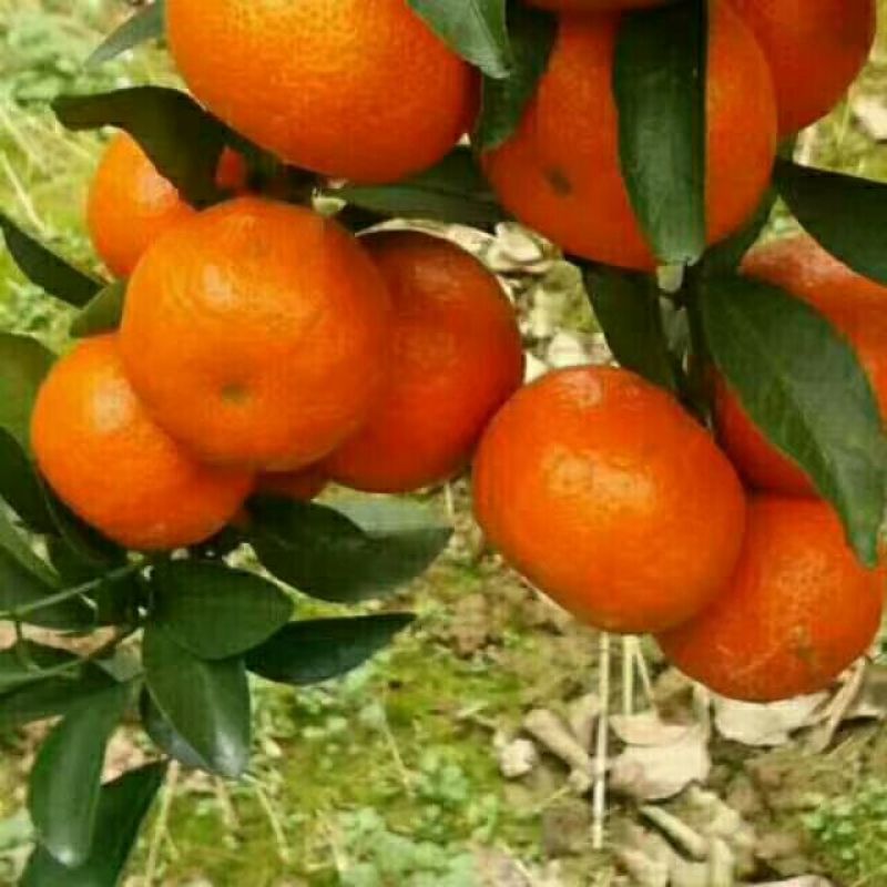 荔浦沙糖桔4~5cm一级