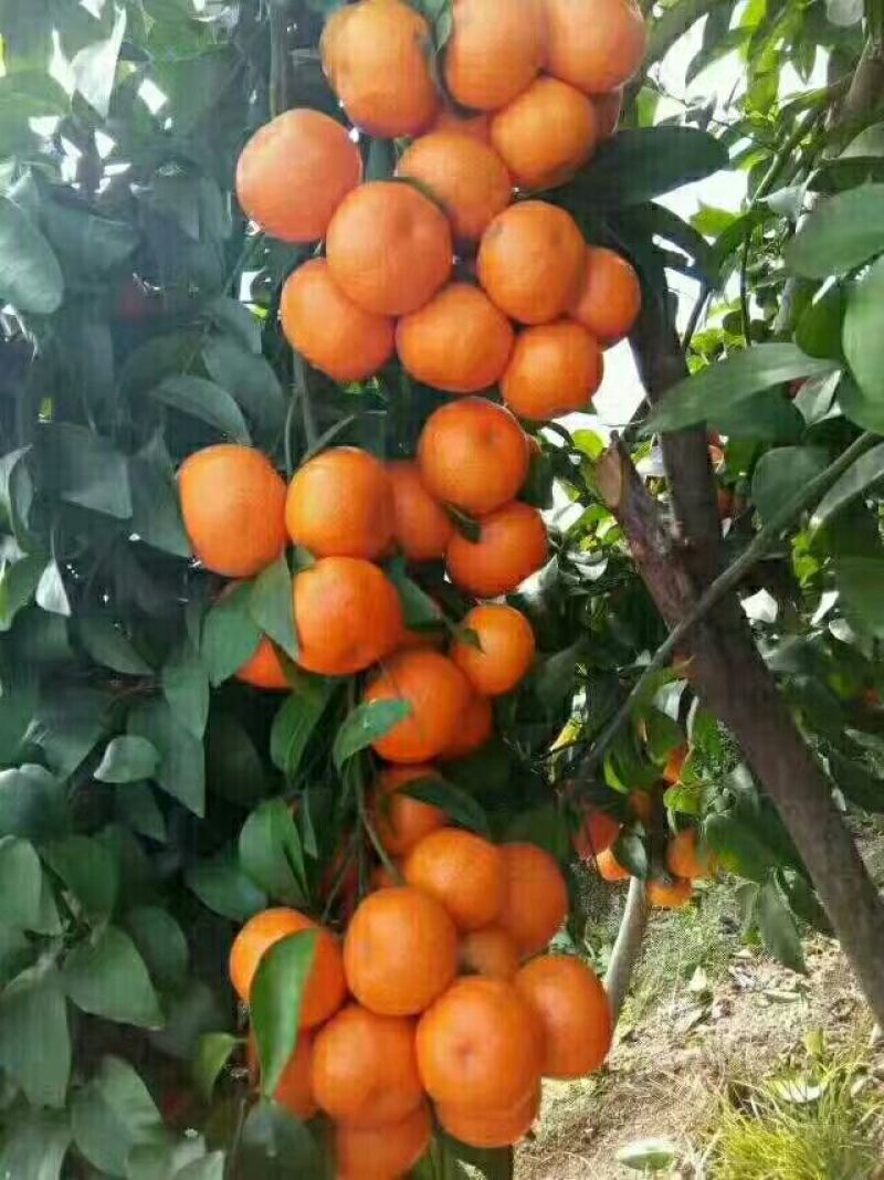 荔浦沙糖桔4~5cm一级