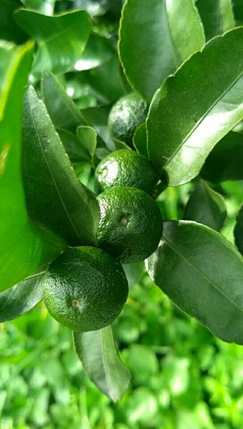 荔浦沙糖桔4~5cm一级