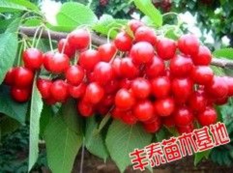 基地自育1-5年大樱桃苗樱桃苗俄罗斯八号美早车厘子