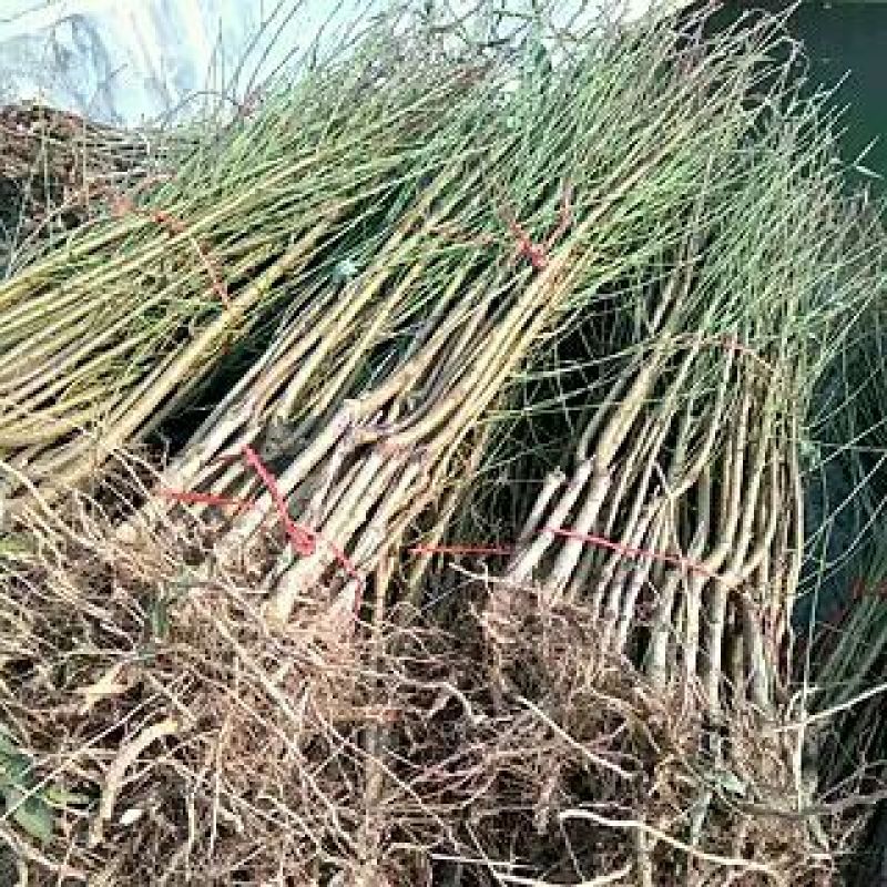 中油蟠7号桃树苗中油潘7-7号桃树苗中油蟠9号桃树