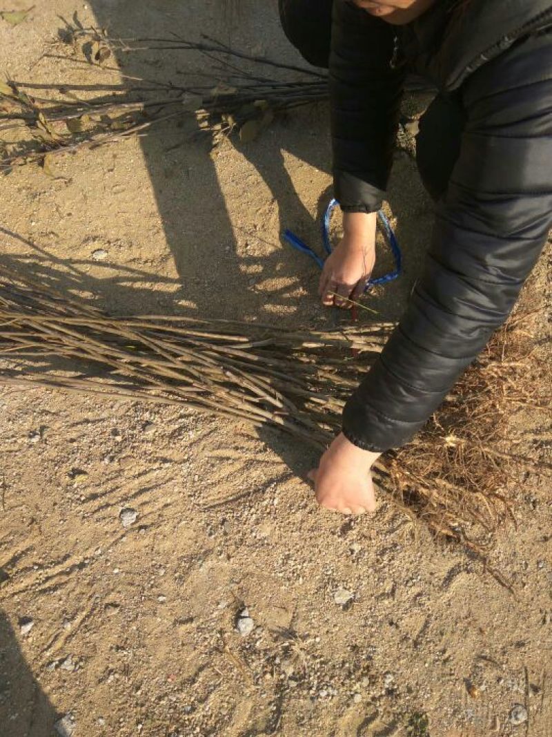 中油蟠7号桃树苗中油潘7-7号桃树苗中油蟠9号桃树