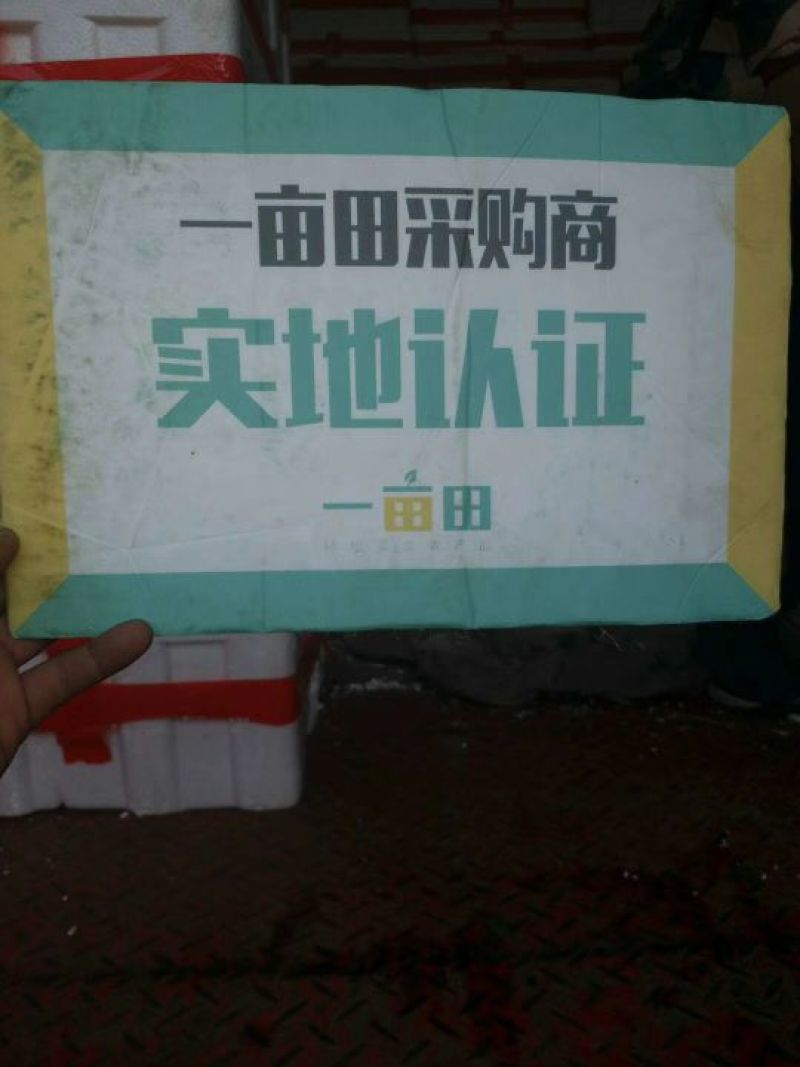 大叶菠菜25~30厘米