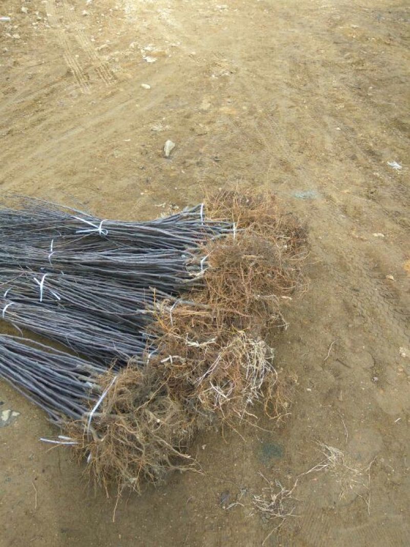 王林苹果树苗苹果新品种王林苹果苗苹果苗育苗基地苹果苗