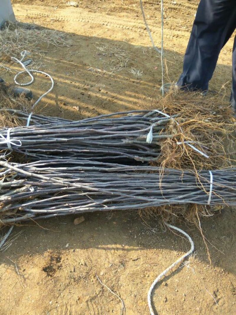 王林苹果树苗苹果新品种王林苹果苗苹果苗育苗基地苹果苗