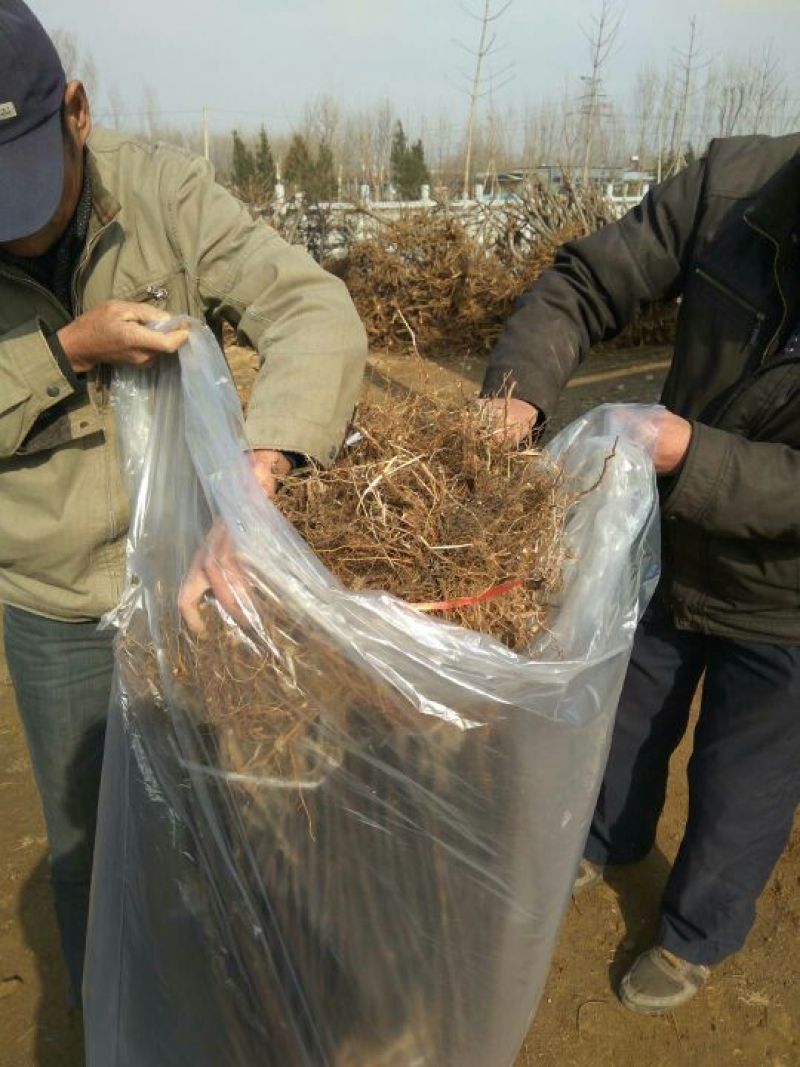 王林苹果树苗苹果新品种王林苹果苗苹果苗育苗基地苹果苗