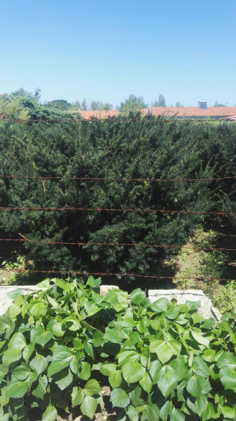 红豆杉盆景红豆杉苗红豆杉小苗