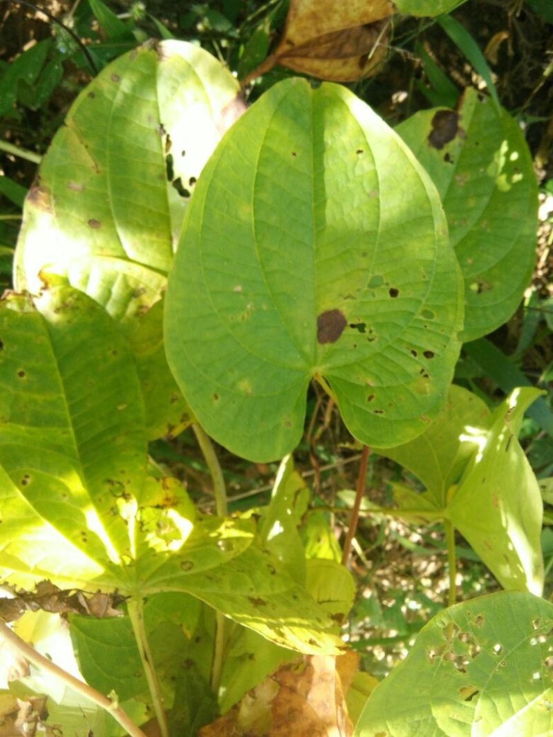 黄药子