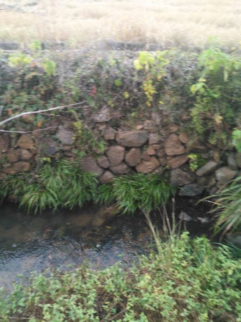 石菖蒲大选条