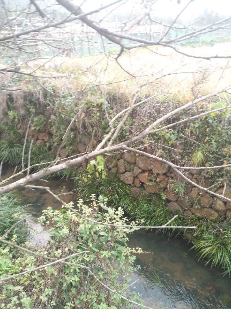 石菖蒲大选条