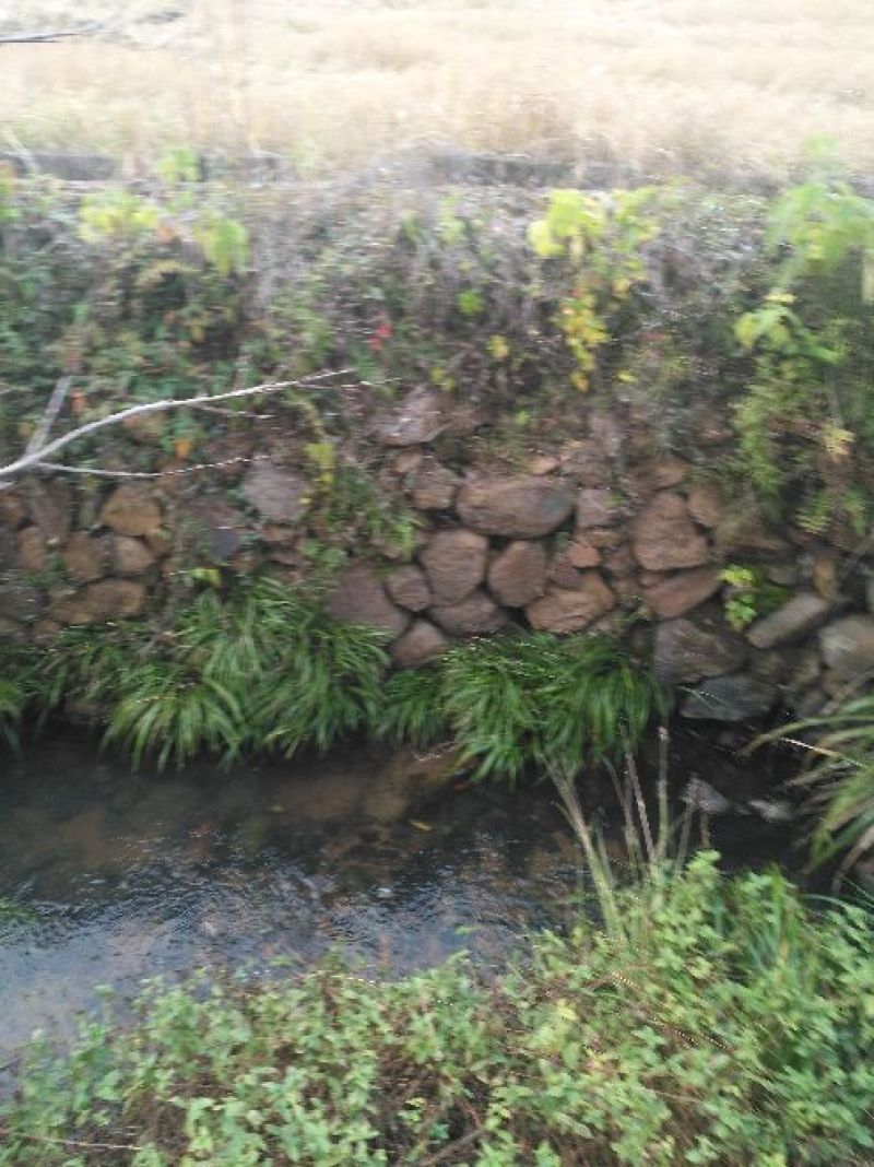 石菖蒲大选条