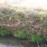 石菖蒲大选条