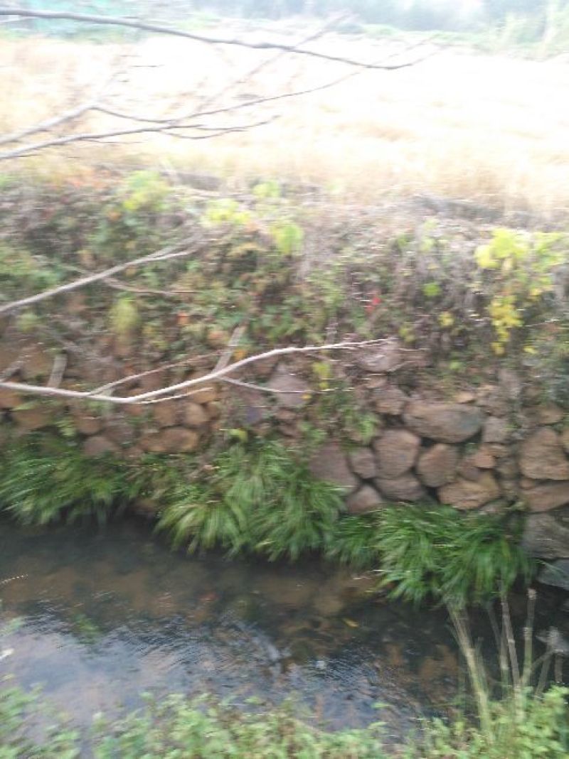 石菖蒲大选条