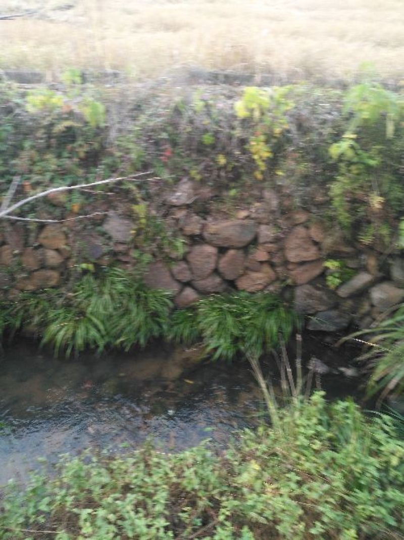 石菖蒲大选条