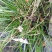 石菖蒲大选条