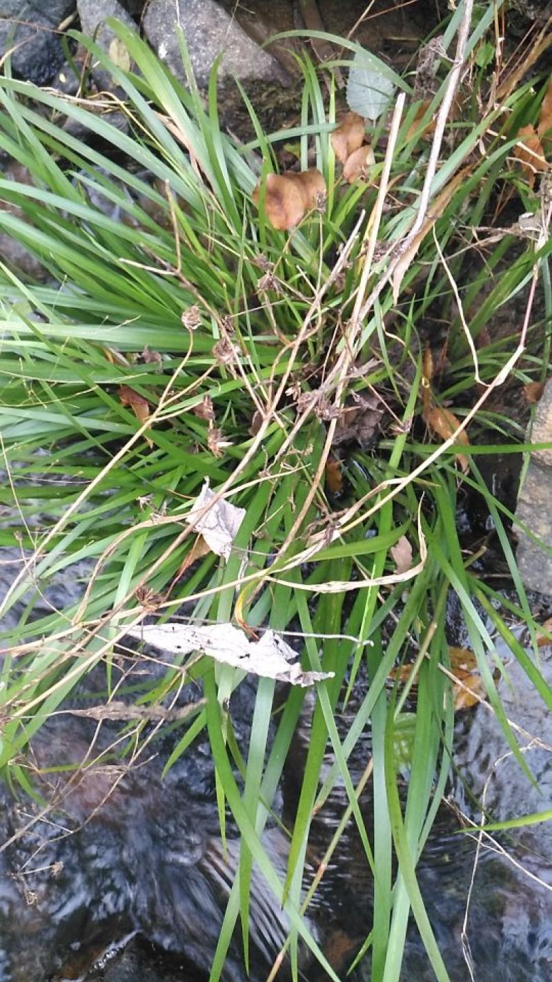 石菖蒲大选条