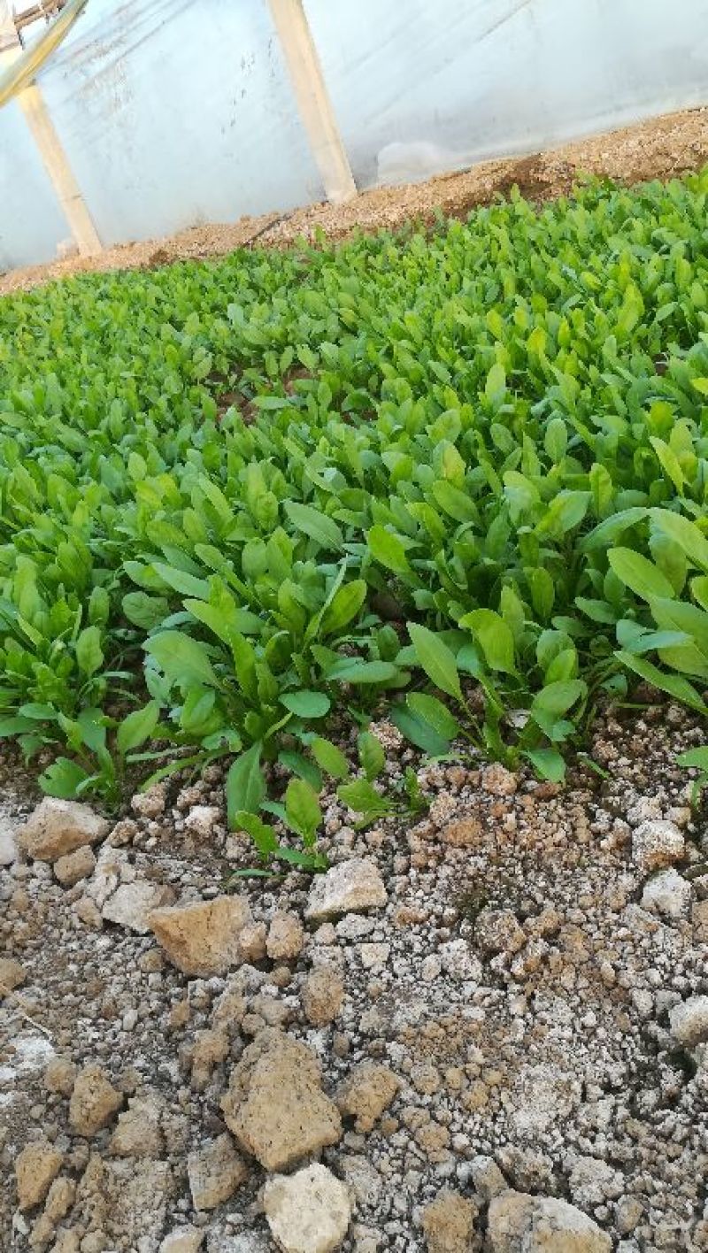 大叶菠菜15~20厘米