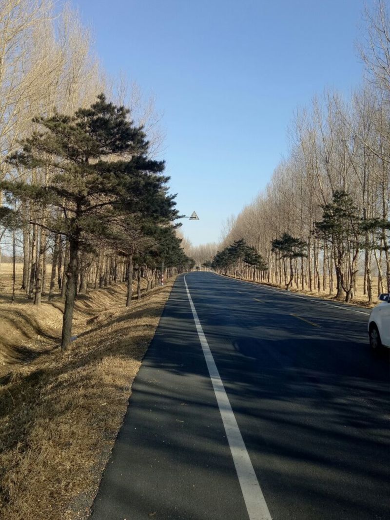 造型松14公分